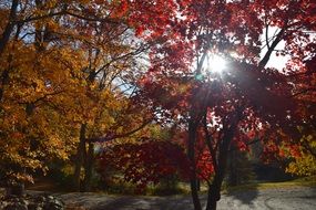 landscape of captivating beautiful Autumnal trees at the sunlight