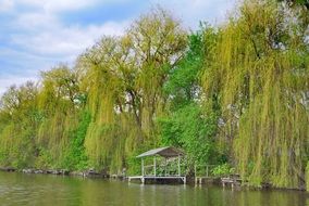 trees by the river in autumn