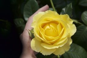 female hand at Yellow Rose