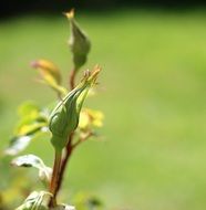 Macro photo of green rose bud