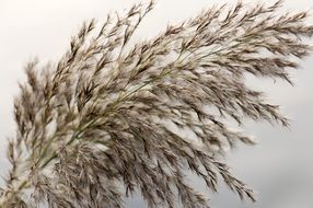 inflorescence of cane at grey sky