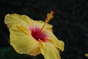 yellow hibiscus with red core closeup