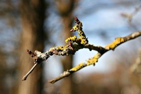 the branch grew yellow moss