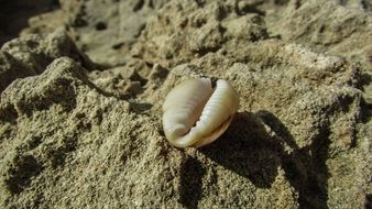 shell on the sand beach