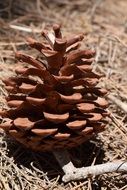 dry pine cone on dry grass under the bright sun