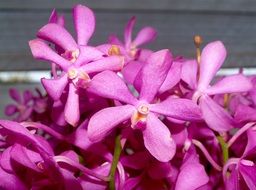 orchid flower decoration