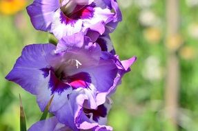 Gladiolus Blue