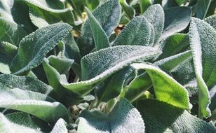 green plant with dew on leaves in the garden