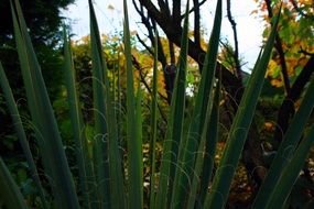 green tropical plant in the park