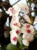 light orchid close-up