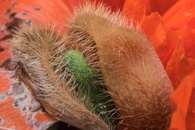 close-up of red poppy