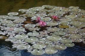 glade of water lilies on the water