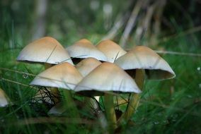 poisonous mushrooms on green grass close-up