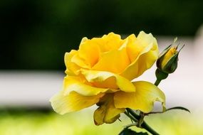 yellow rose on blurred background