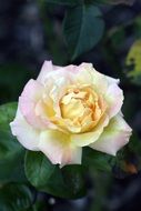 light yellow rose on a bush close-up