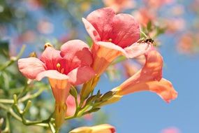 Wasp on the beautiful pink and orange flowers in light