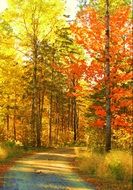 colorful Autumn Trees at road