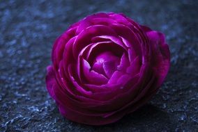 bright pink peony bud on stone