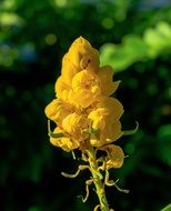 extraordinary Mazorquilla Senna flower