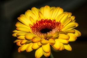 yellow gerbera as a daisy