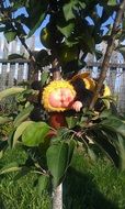 doll on a tree branch
