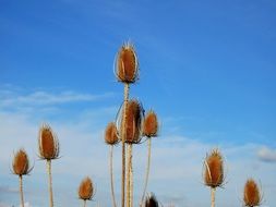 Thistle weed in summer
