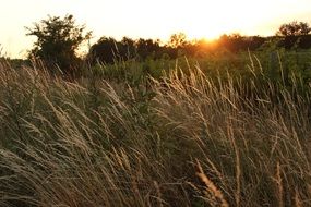 Landscape Picture of field at the sunset