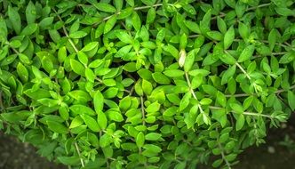 bush with long branches and green leaves