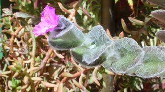 tradescantia sillamontana blooming at sun