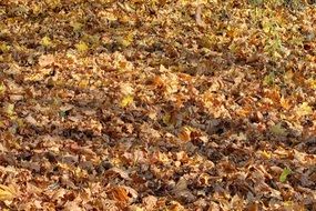 dry yellow foliage on the ground
