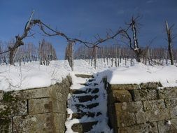 vineyard covered by snow on a sunny day