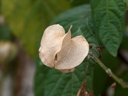 macro shot of a clematis flower