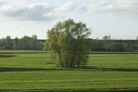 Landscape of Single Tree on a field