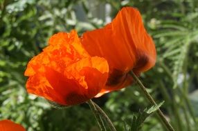 red poppy capsule garden