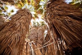 trunks of high palm trees, bottom view, Usa, california, 1000 Palms