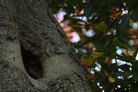 hollow in a tree trunk