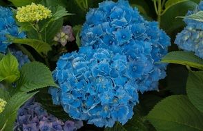 blue lush inflorescences of hydrangea