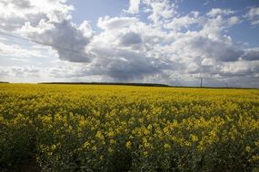 blooming rapeseed field under cloudy sky, summer Landscape