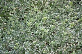 Euonymus fortunei, spindle plant with green and white leaves, background