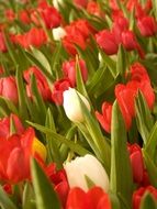 field of colorful tulips closeup