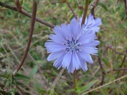 Macro photo of the wild flowers