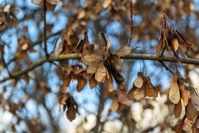 tree with dry seeds close-up
