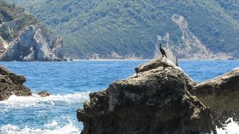 Beautiful wild seabird on the rock in Skiathos, Greece