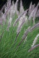 Closeup photo of Purple fluffy grass in a field