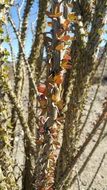 thorns on a desert plant
