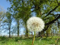 Dandelion outdoors in summer