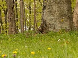 stunningly beautiful Forest Tree