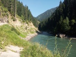 amazing forest River