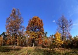 Autumn Forest Glade