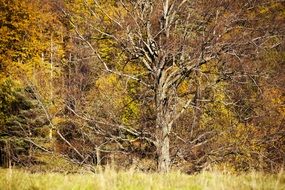 Colored leaves in autumn